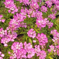 Iberis 'Absolutely Amethyst'